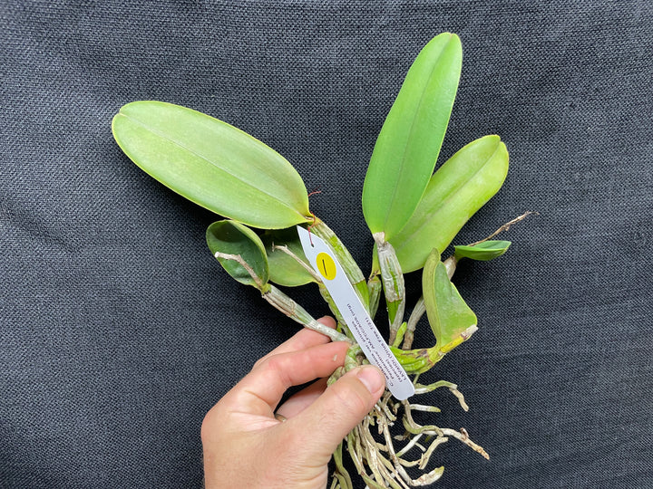 C. walkeriana `Pendentive&