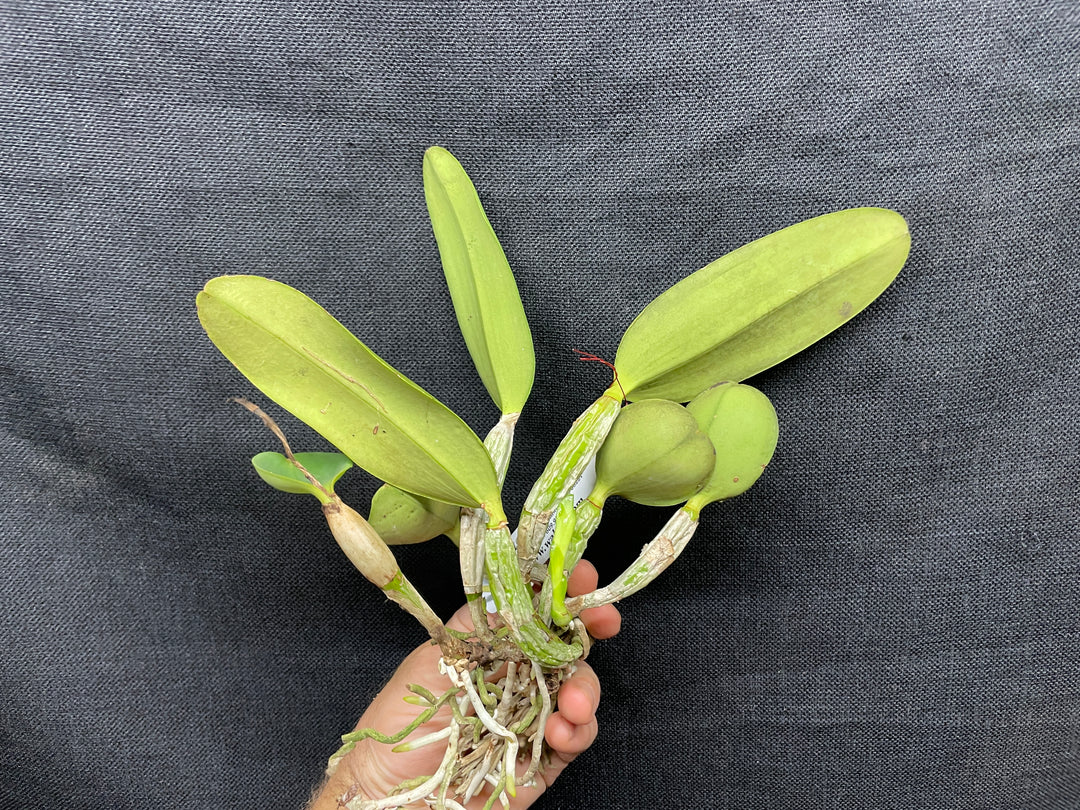 C. walkeriana `Pendentive&