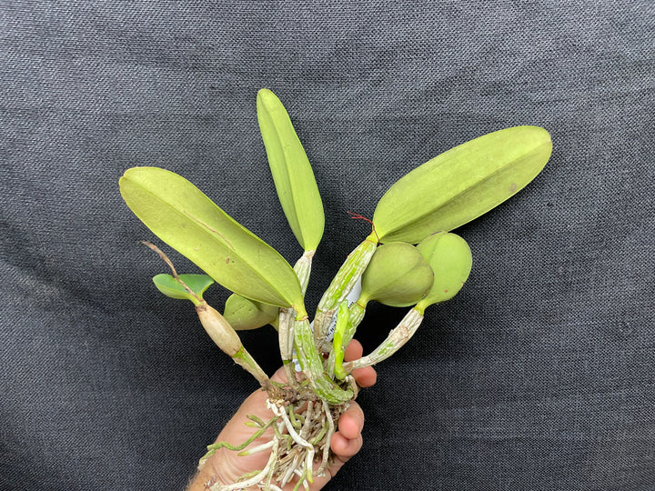 C. walkeriana `Pendentive&