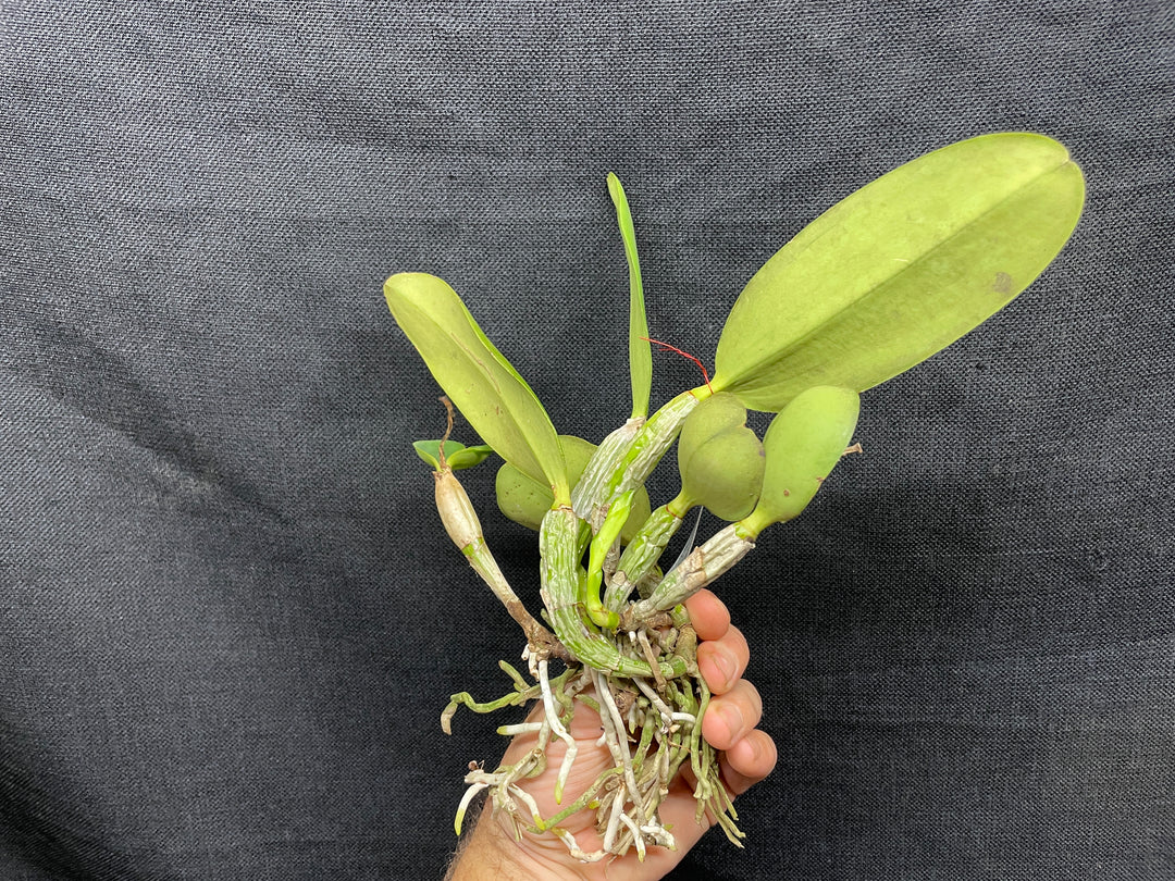 C. walkeriana `Pendentive&