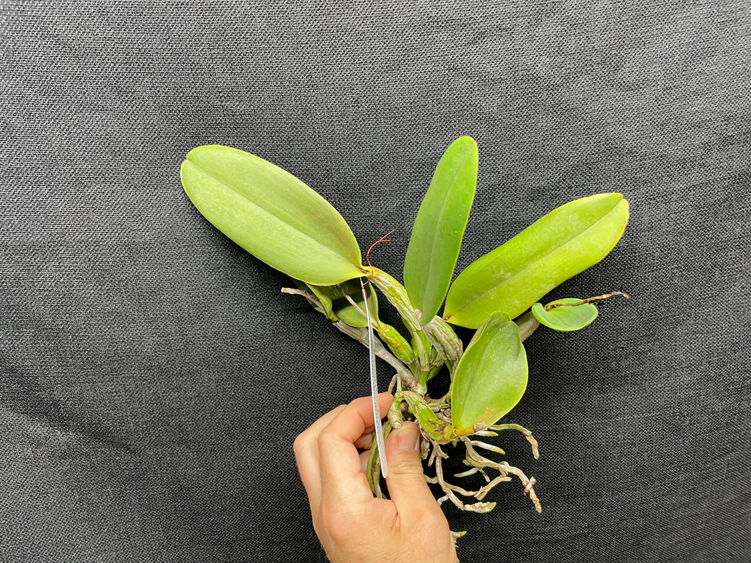 C. walkeriana `Pendentive&