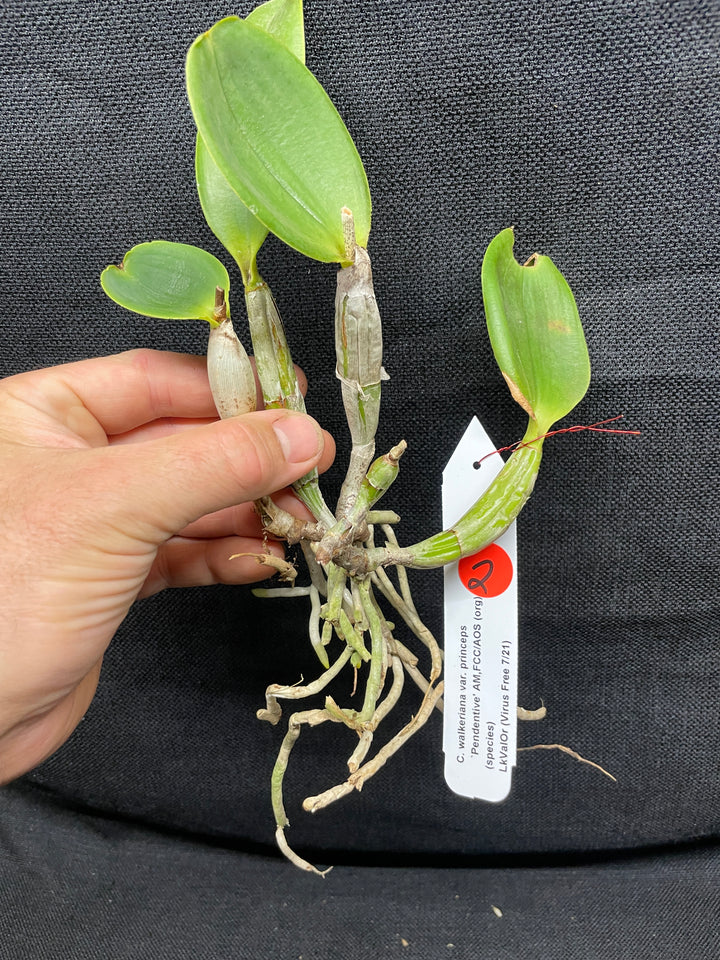 C. walkeriana `Pendentive&