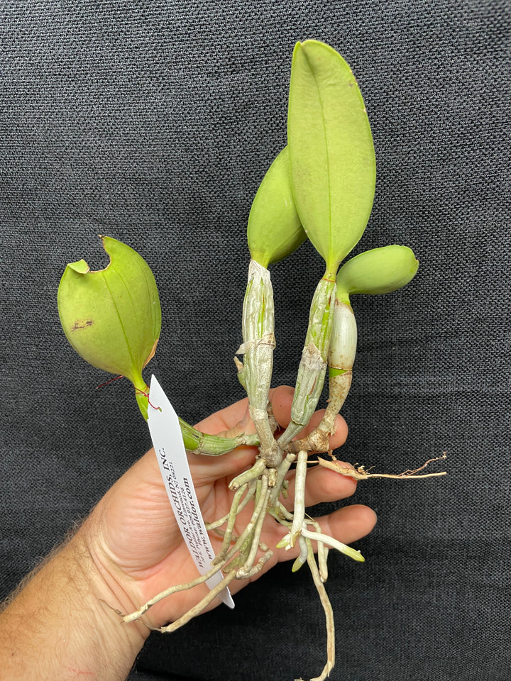 C. walkeriana `Pendentive&