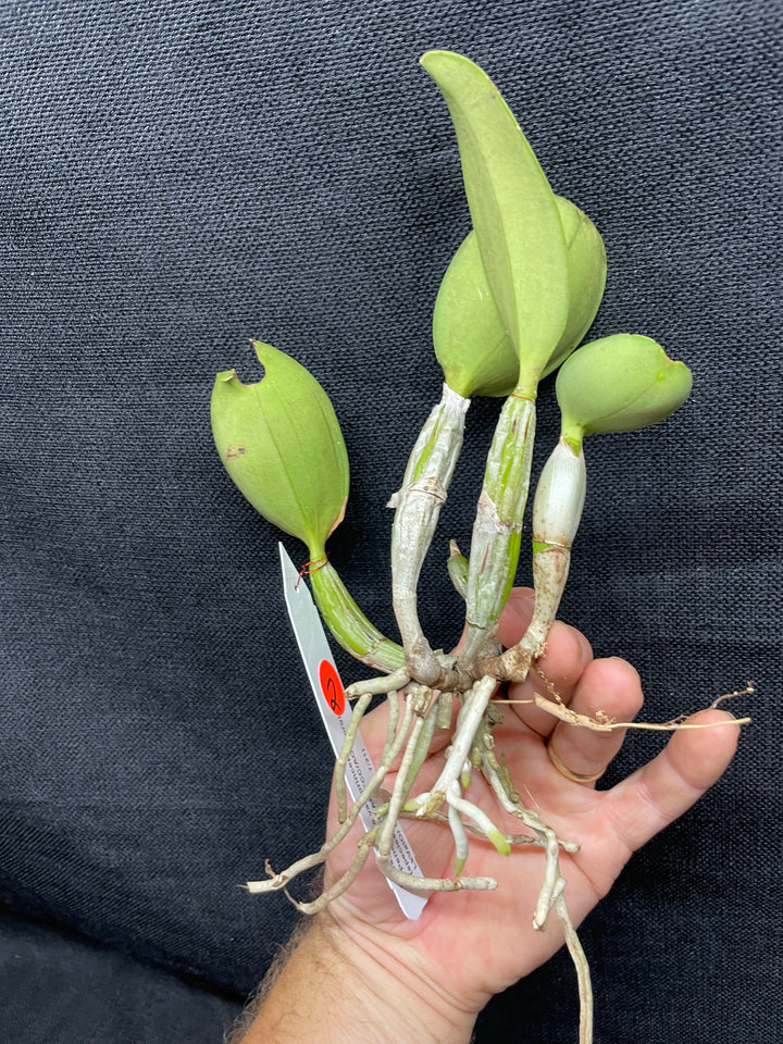 C. walkeriana `Pendentive&