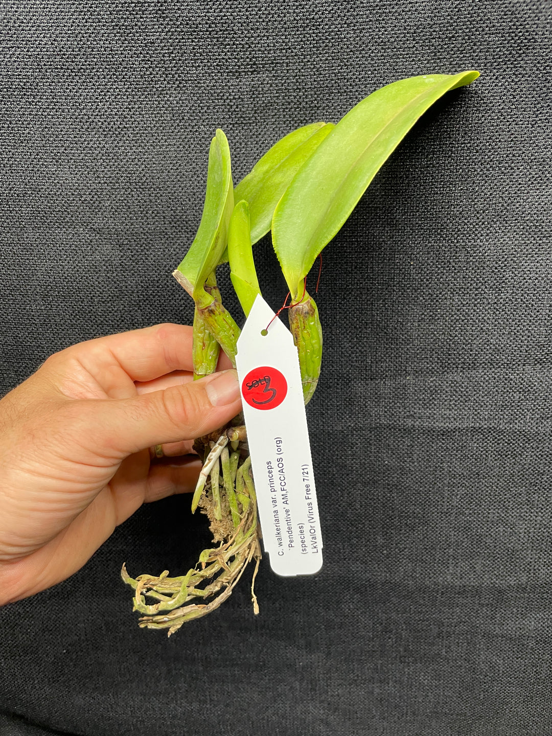 C. walkeriana `Pendentive&