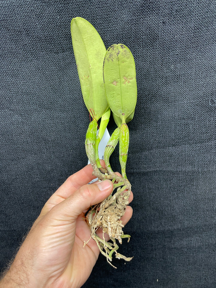 C. walkeriana `Pendentive&