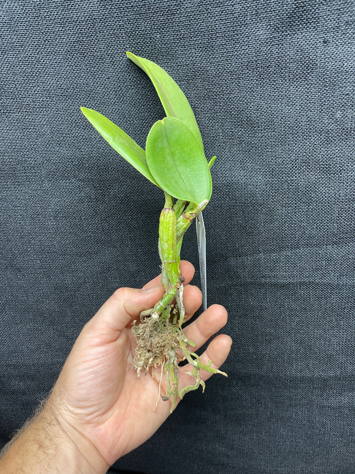 C. walkeriana `Pendentive&