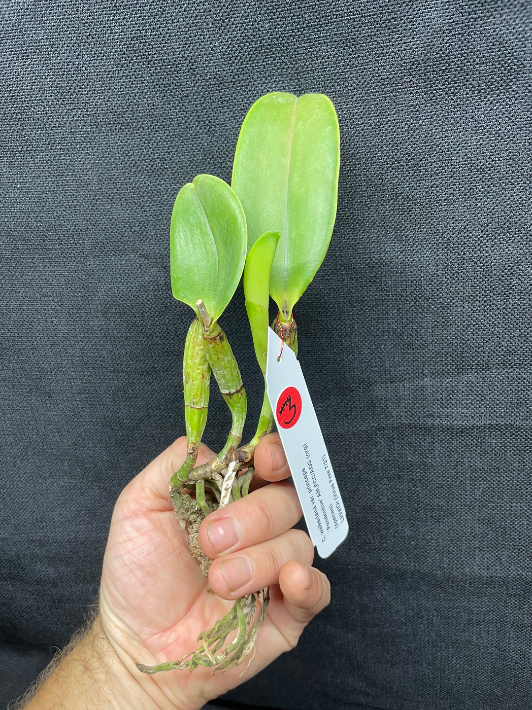 C. walkeriana `Pendentive&