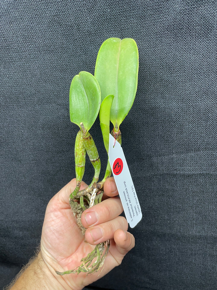C. walkeriana `Pendentive&