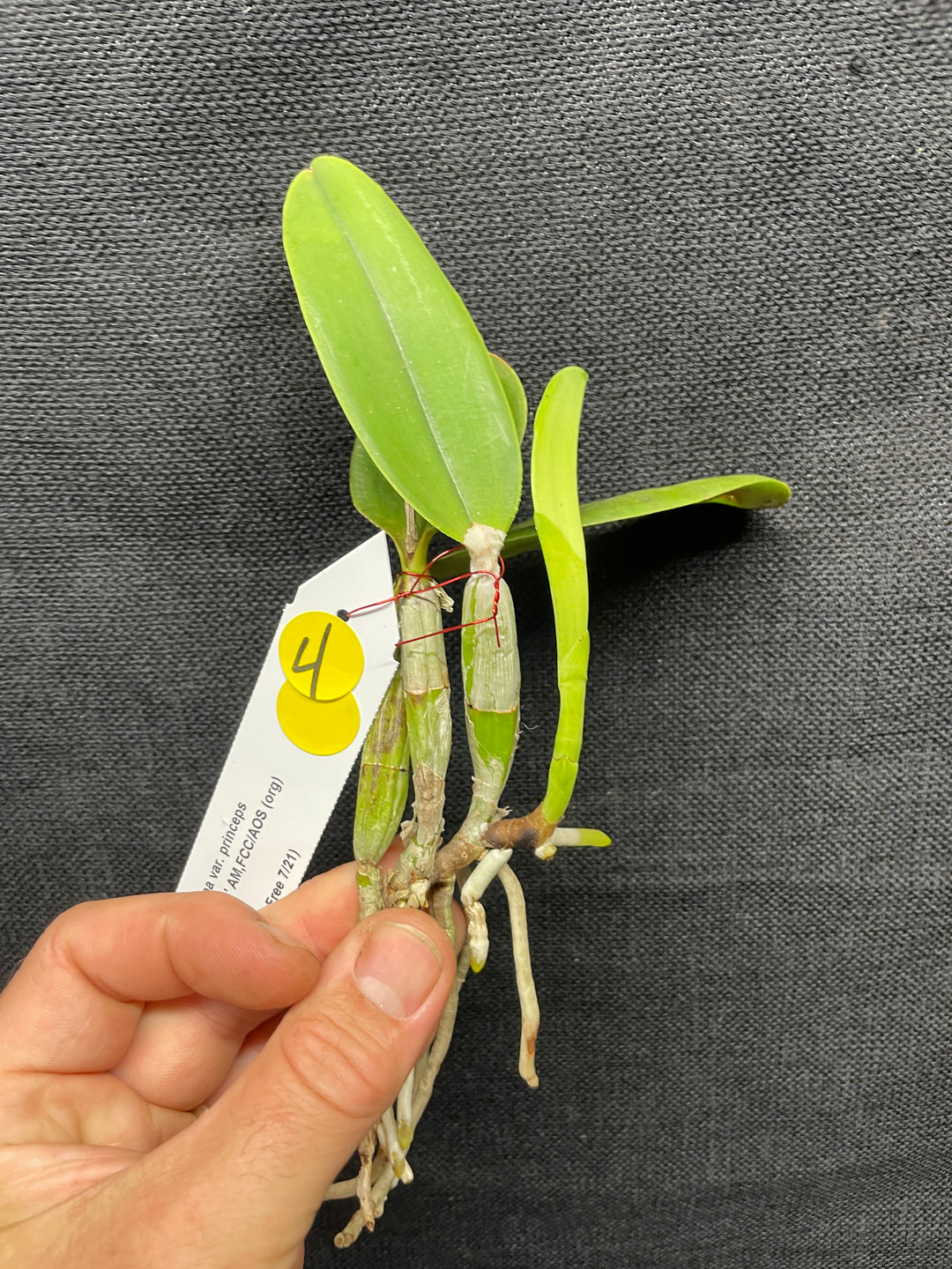 C. walkeriana `Pendentive&