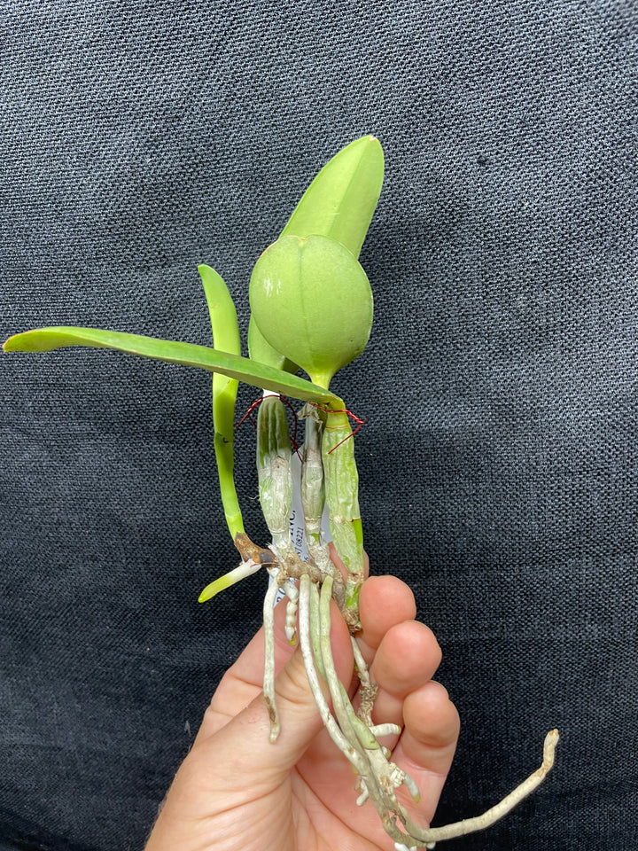 C. walkeriana `Pendentive&