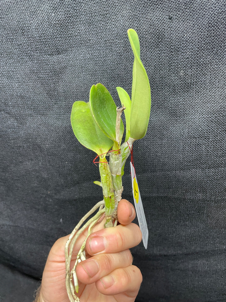 C. walkeriana `Pendentive&