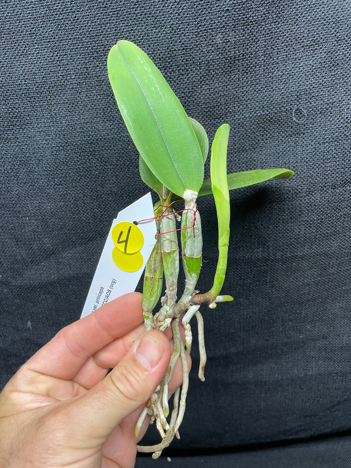 C. walkeriana `Pendentive&