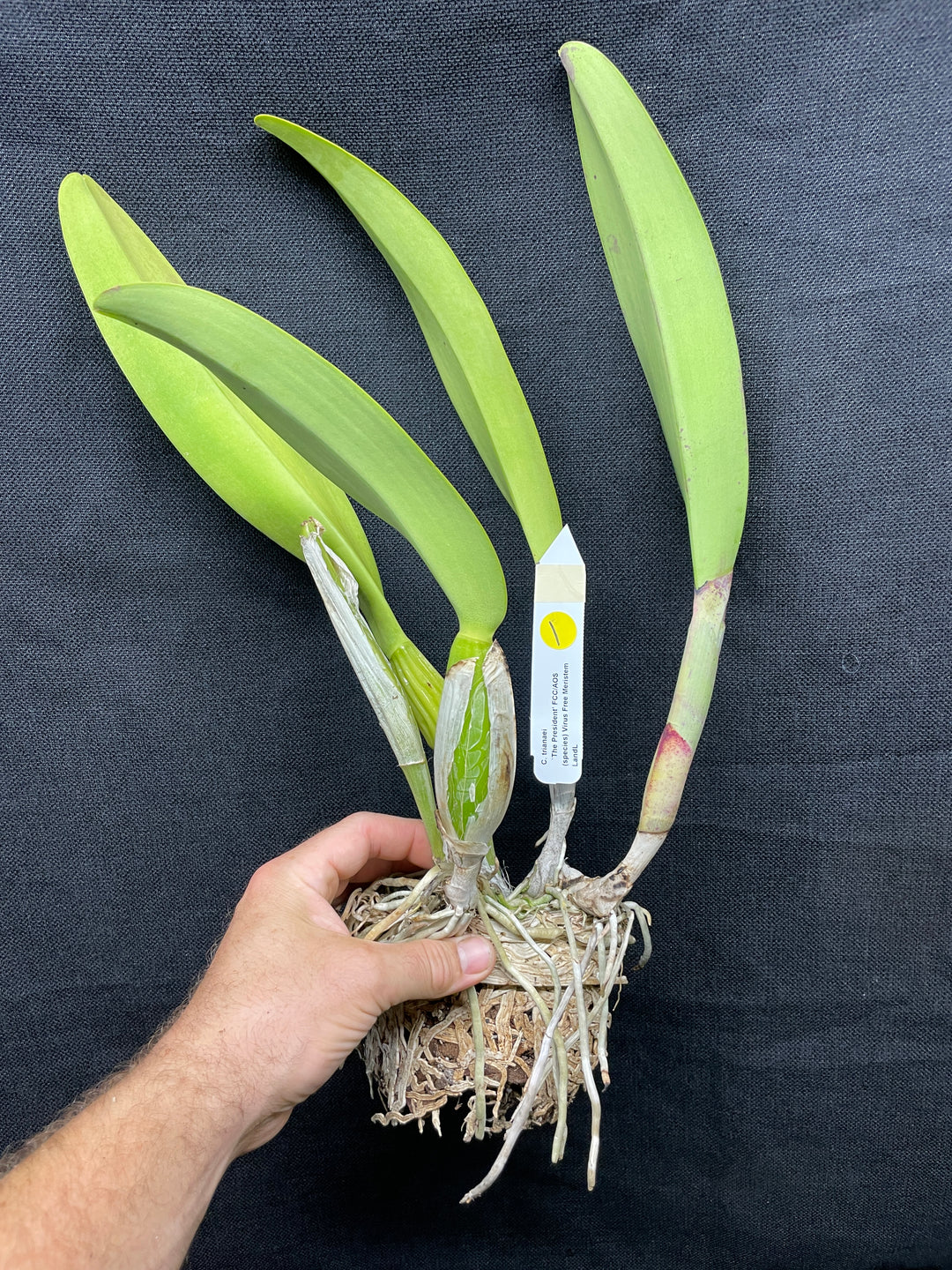 C. trianaei `The President&