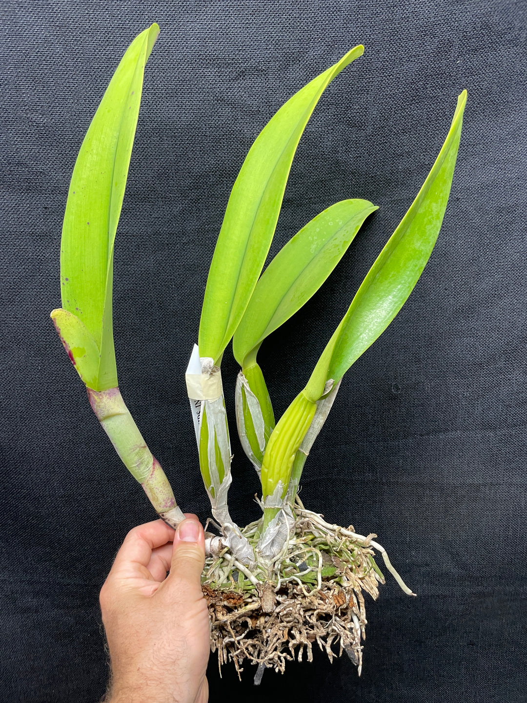 C. trianaei `The President&