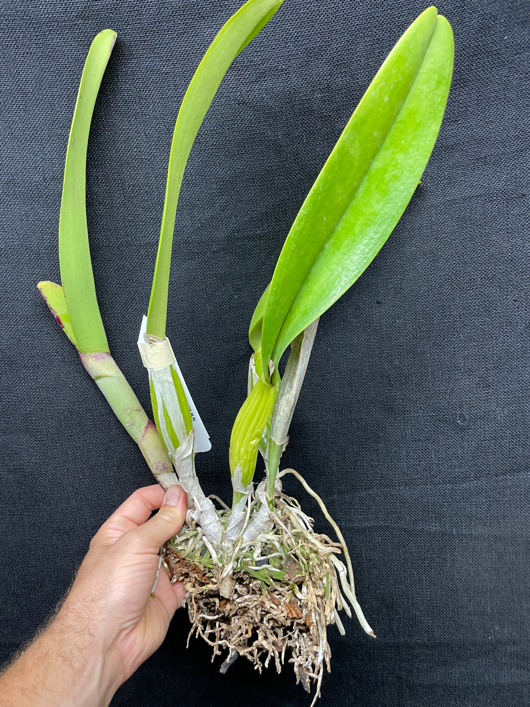 C. trianaei `The President&