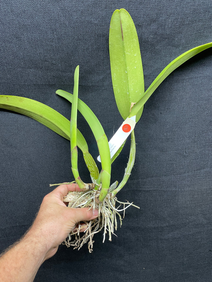 C. trianaei `The President&