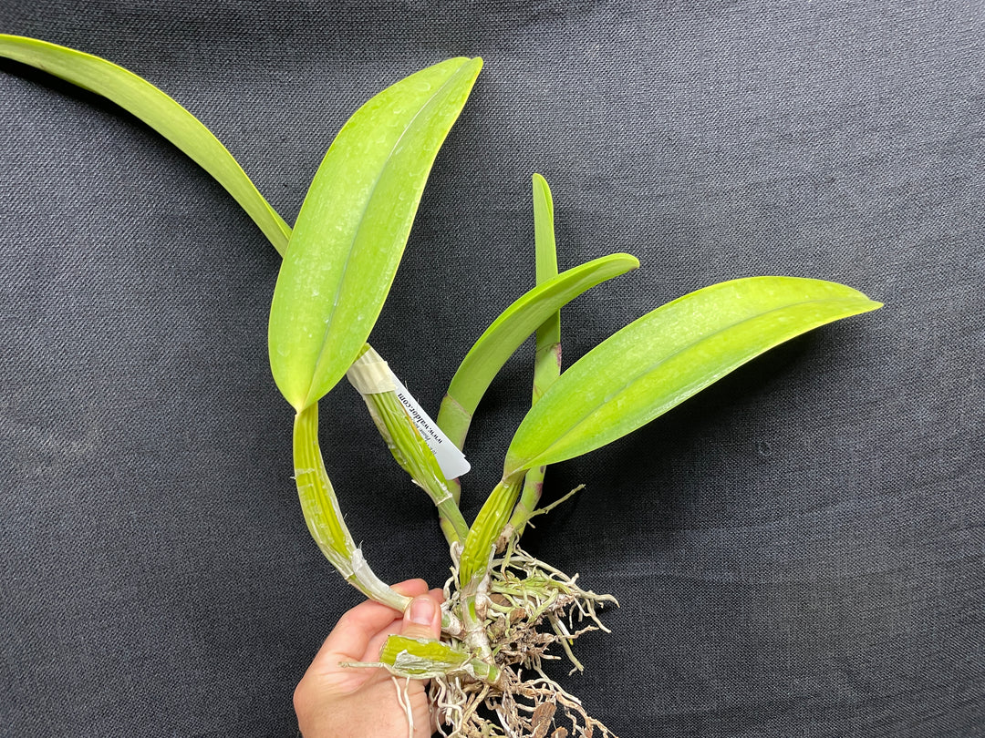 C. trianaei `The President&