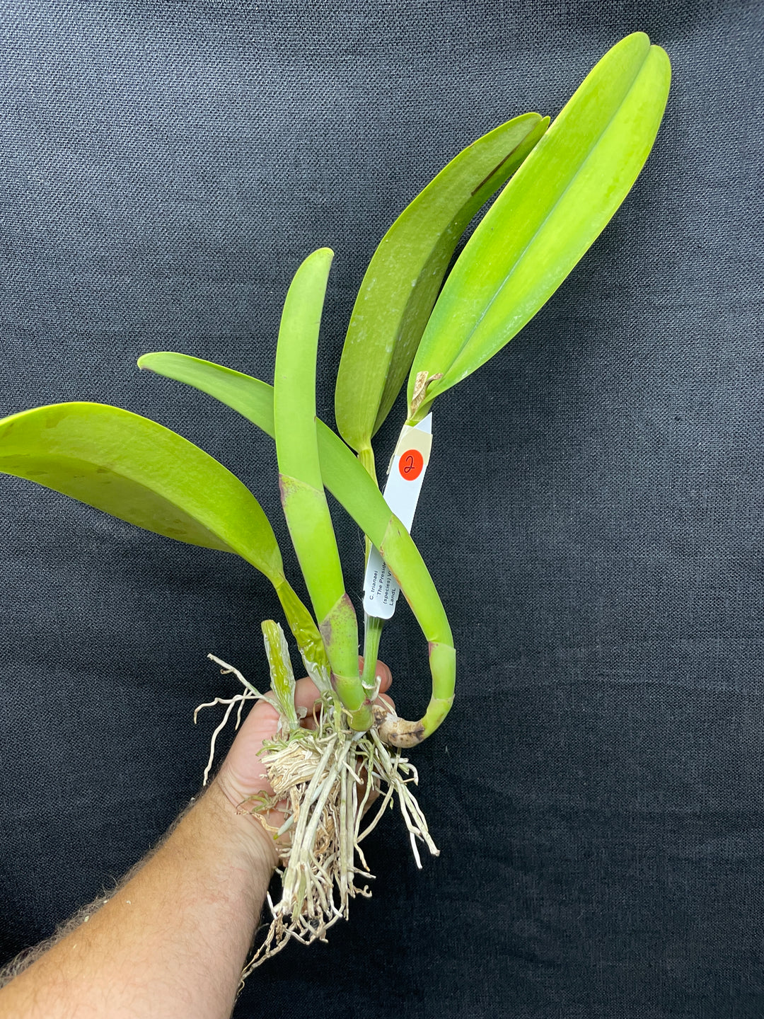C. trianaei `The President&