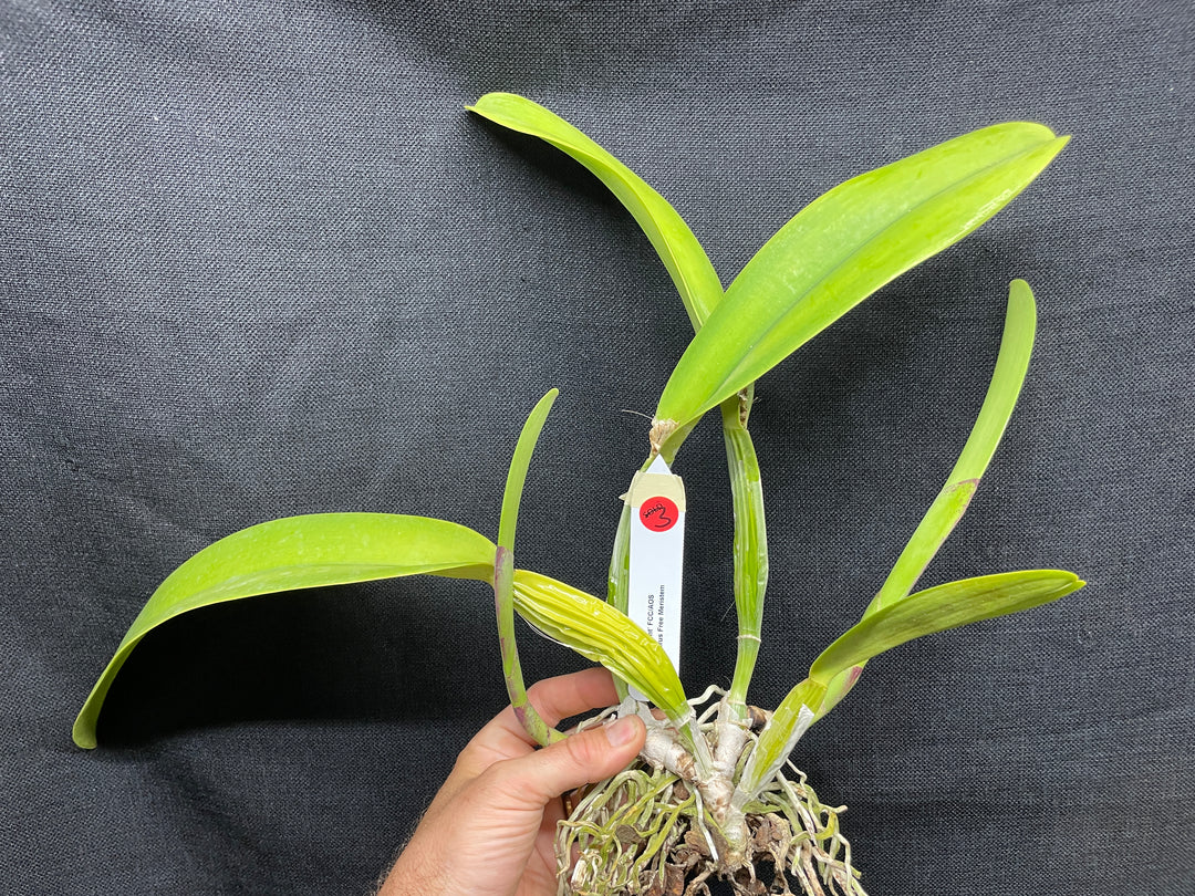 C. trianaei `The President&