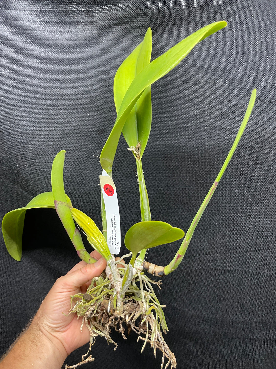 C. trianaei `The President&