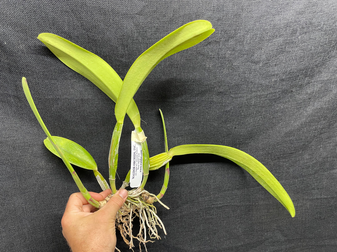 C. trianaei `The President&
