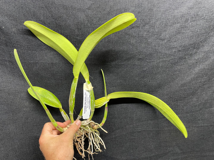 C. trianaei `The President&