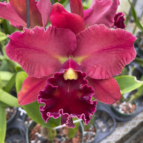 Blc. Mem. Richard Nakanishi (Sunstate Outback x Toshie Aoki `Pizazz' AM/AOS) Seedling 4" Pot