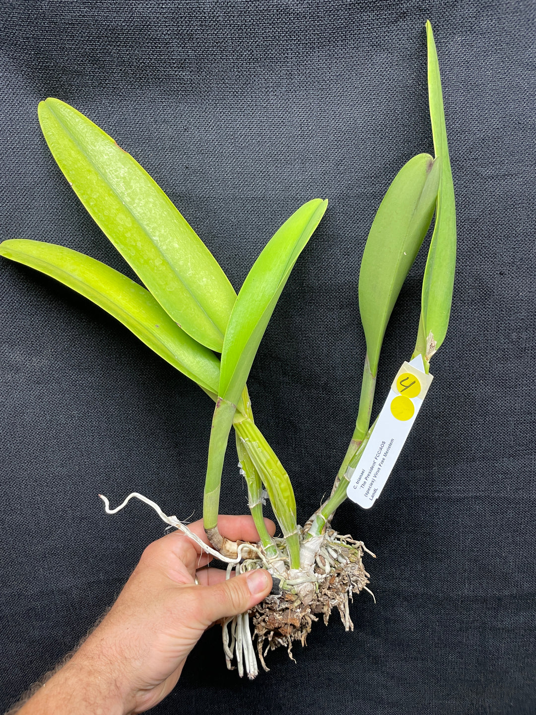 C. trianaei `The President&