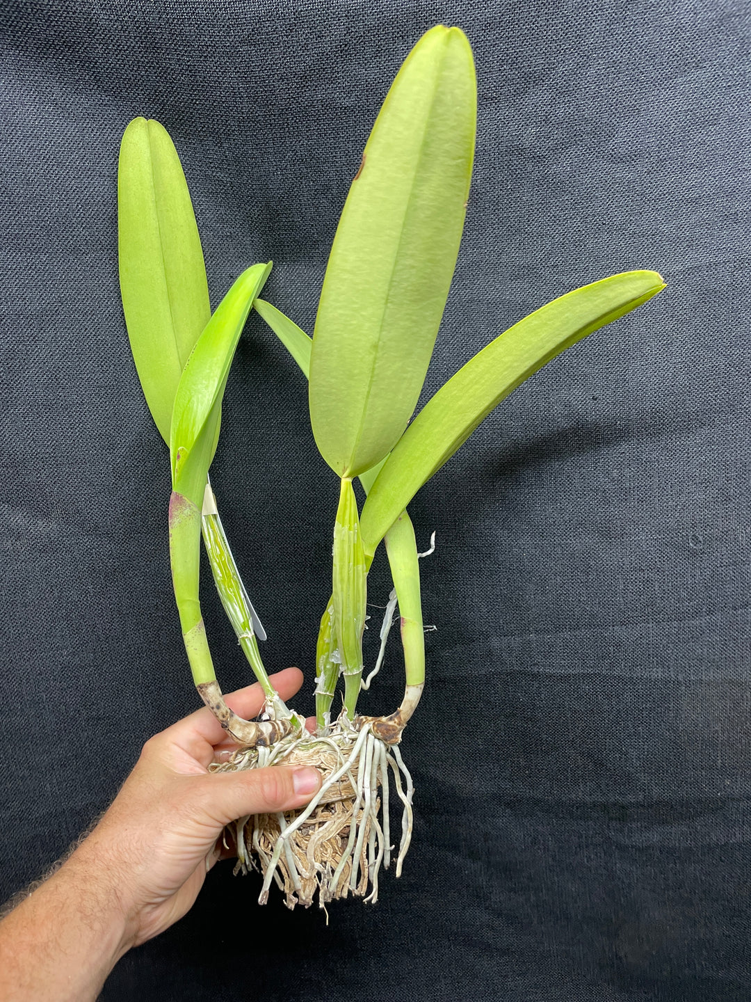 C. trianaei `The President&