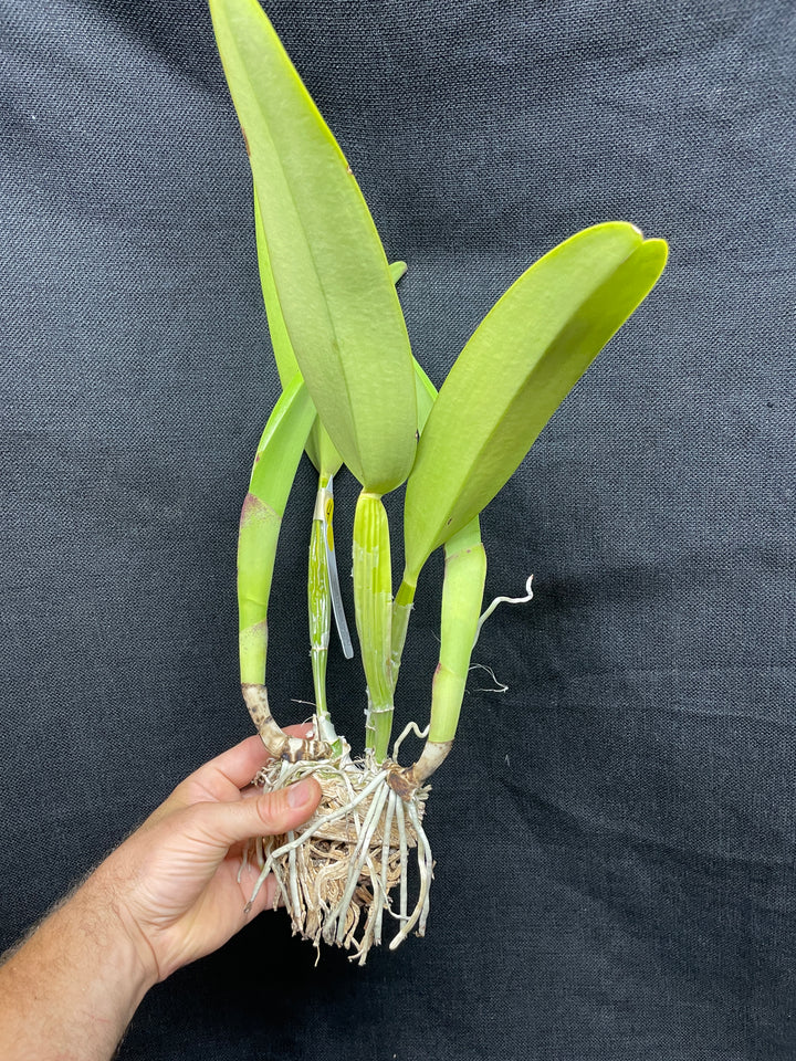 C. trianaei `The President&