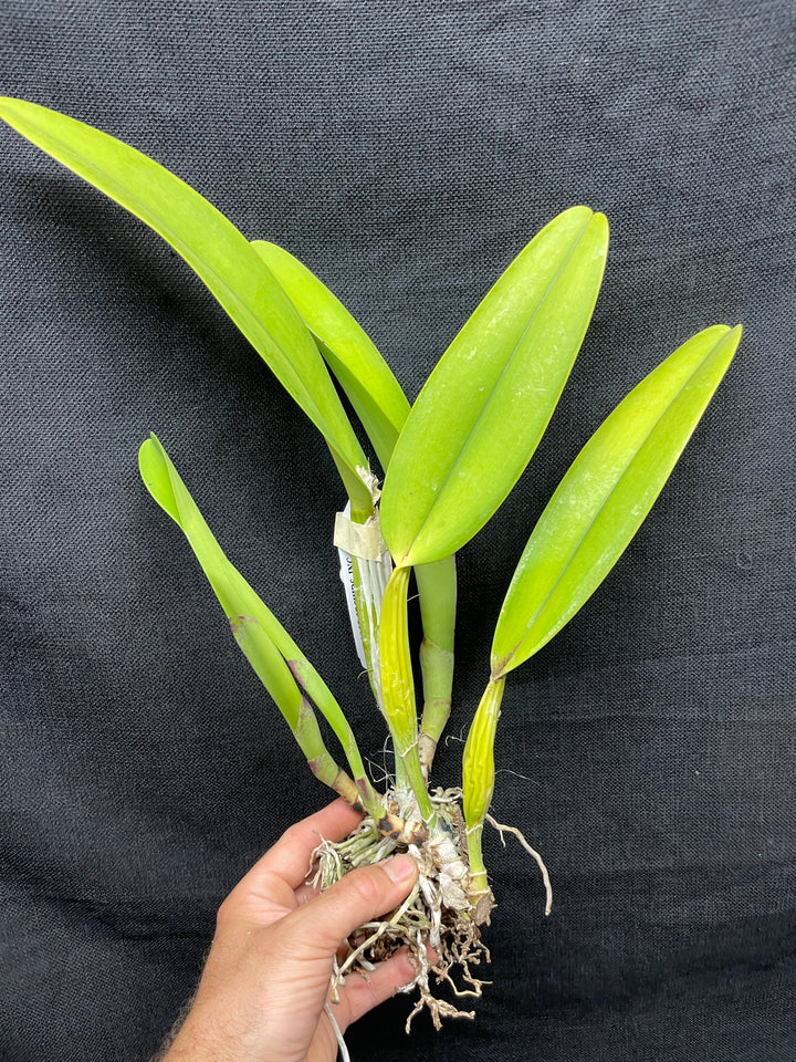 C. trianaei `The President&