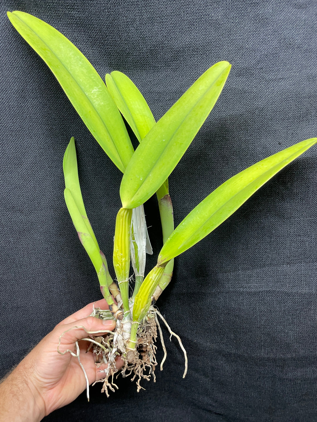 C. trianaei `The President&