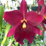 Blc. (Eagle Island `Sangria' AM/AOS x Orglades Royal Lady `Roman Holiday' AM/AOS) 2.5" Pot