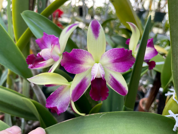 Blc. Art Sound `Ginga&