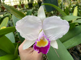 C. trianaei `#2' Original Division Select Species Cattleya Orchid Plant Div #1