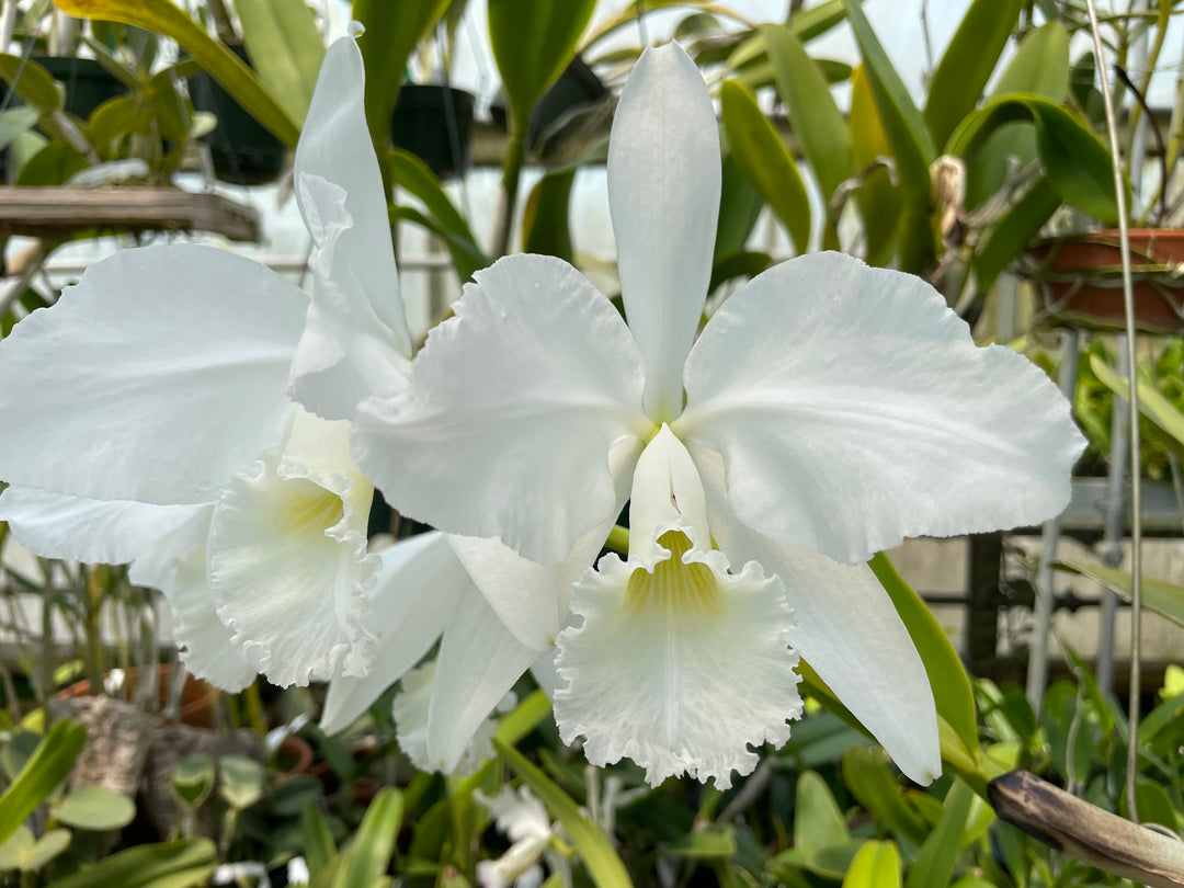 C. warneri var. alba `Claire&