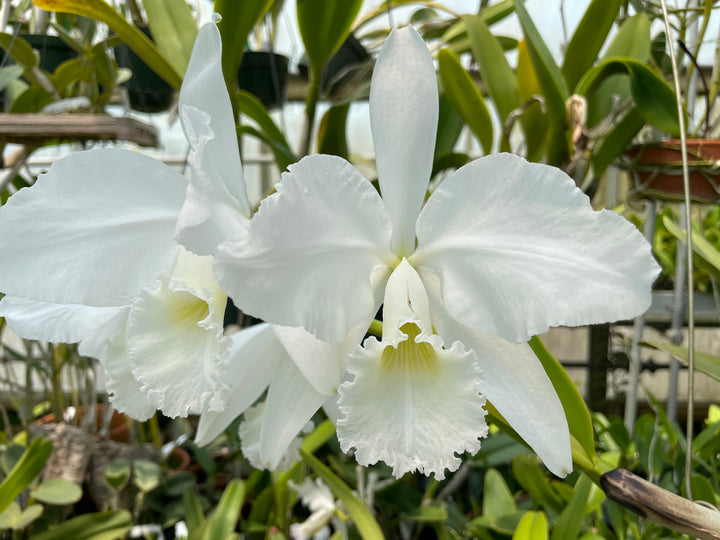 C. warneri var. alba `Claire&
