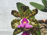 C. aclandiae (`Sebastian Ferrell' AM x `Frank Smith' FCC) Species Cattleya Orchid Plant 2.25" Pot