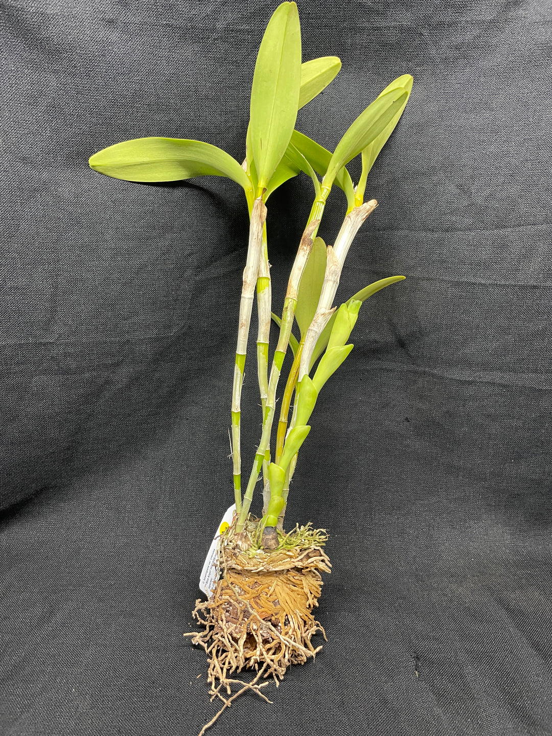 C. bowringiana coerulea `Blue Angel&