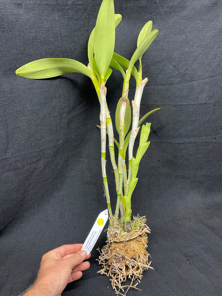C. bowringiana coerulea `Blue Angel&