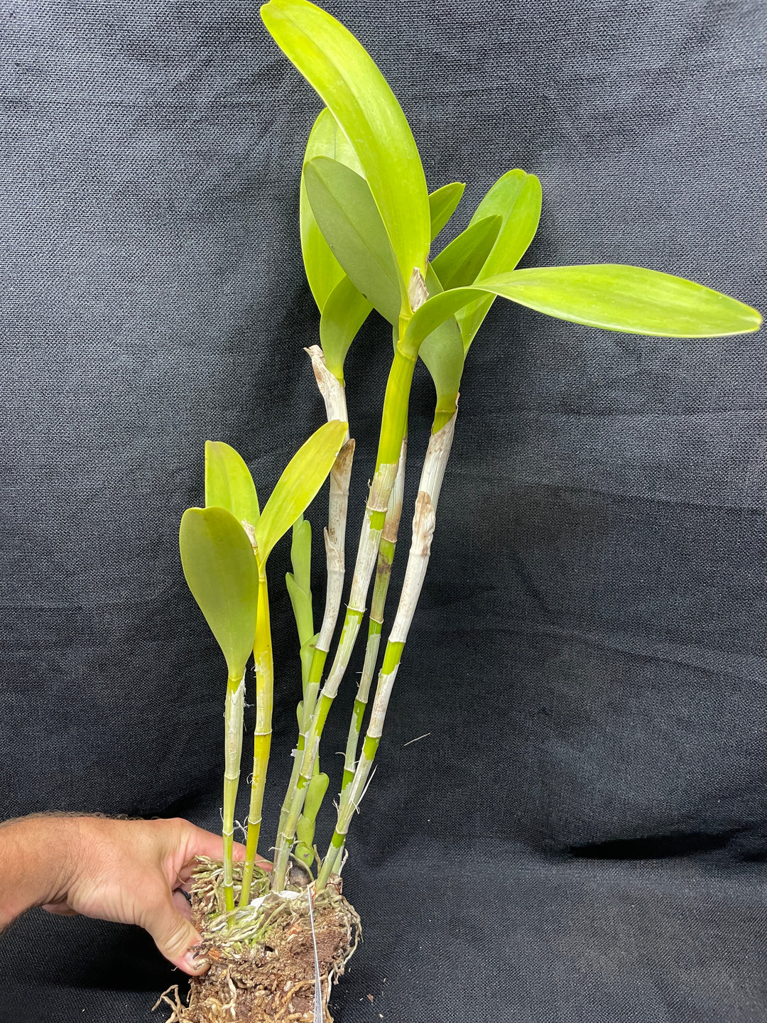 C. bowringiana coerulea `Blue Angel&