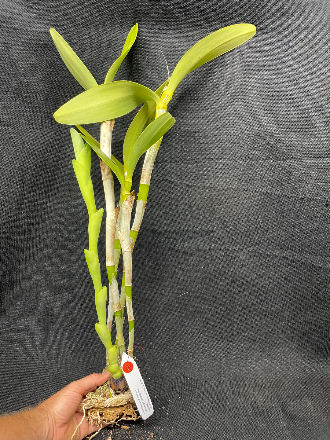 C. bowringiana coerulea `Blue Angel&
