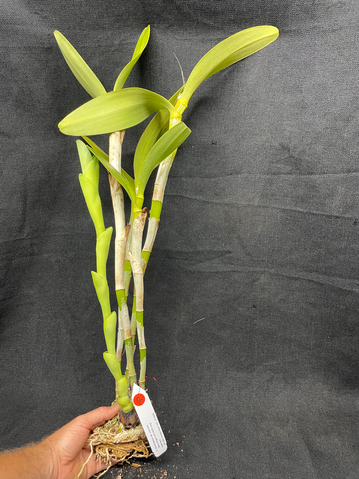 C. bowringiana coerulea `Blue Angel&
