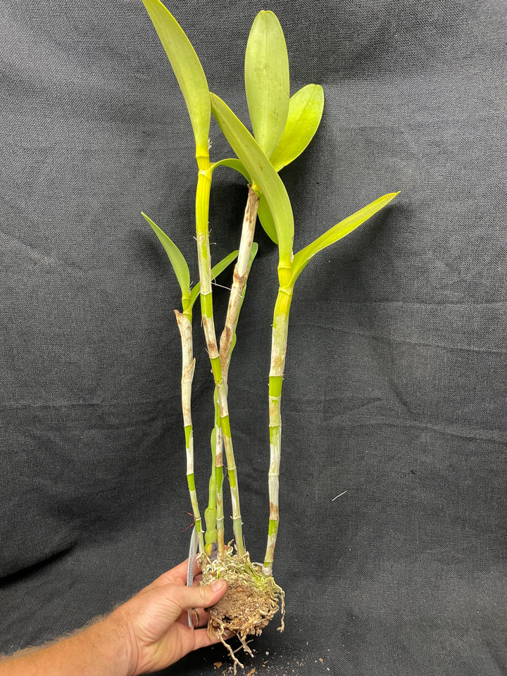 C. bowringiana coerulea `Blue Angel&