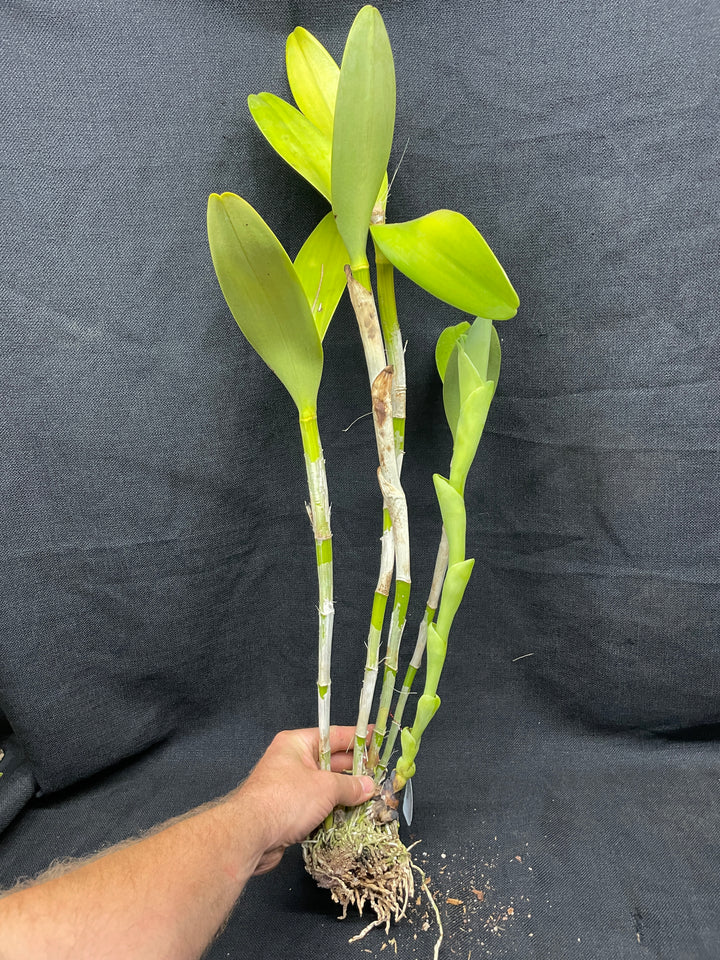 C. bowringiana coerulea `Blue Angel&