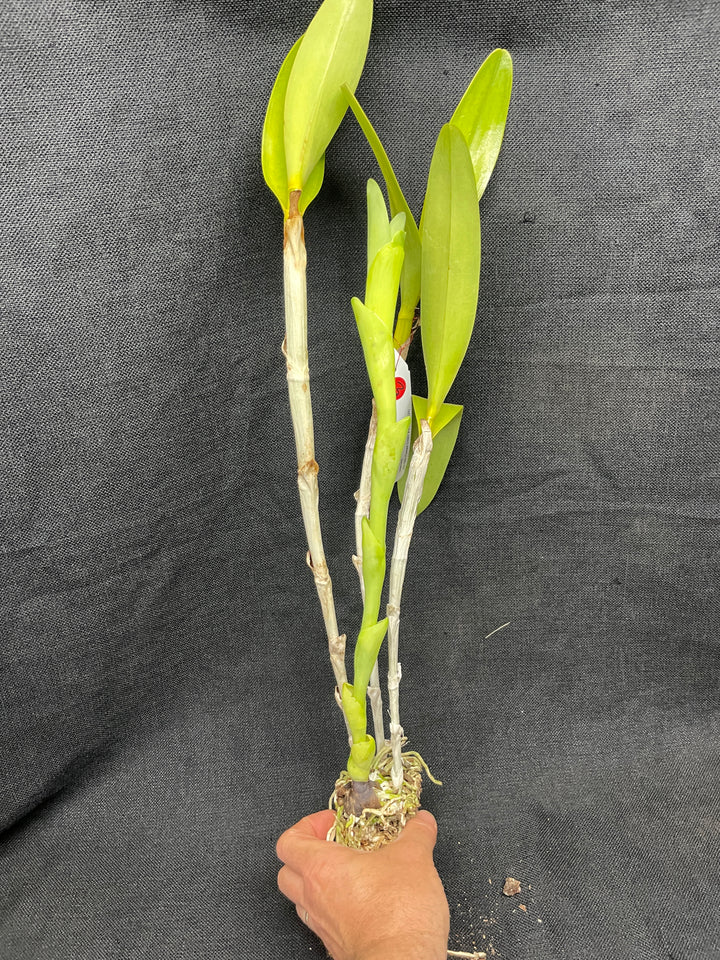 C. bowringiana coerulea `Blue Angel&