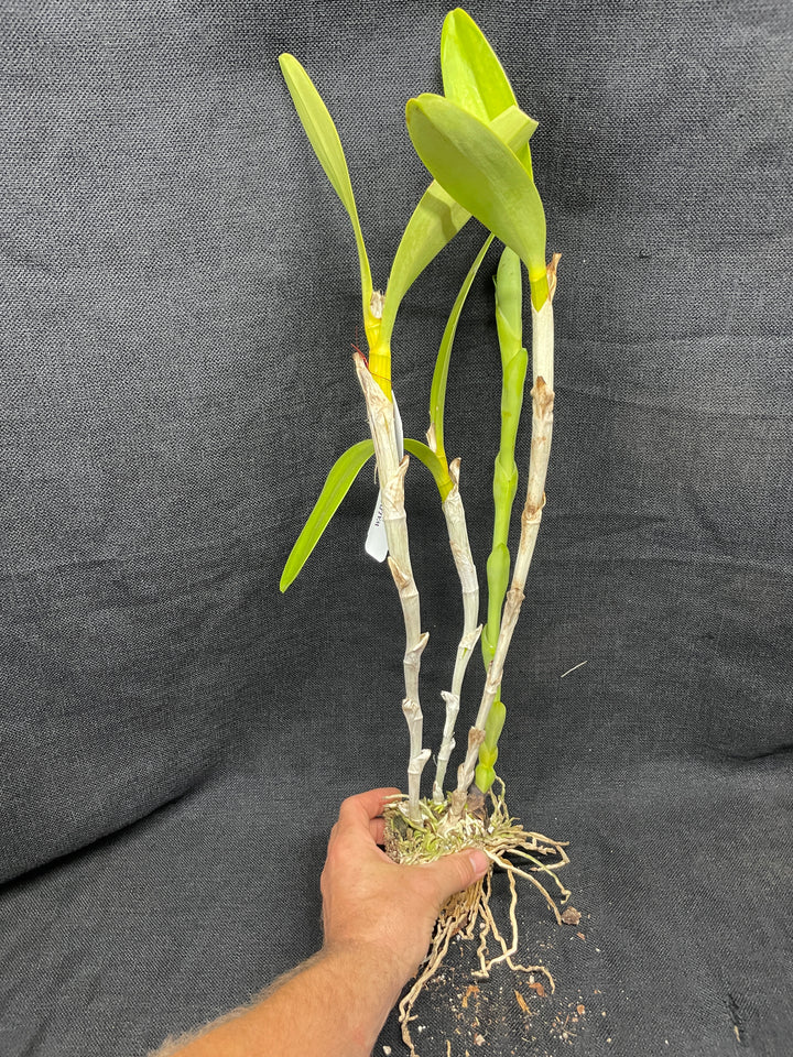 C. bowringiana coerulea `Blue Angel&