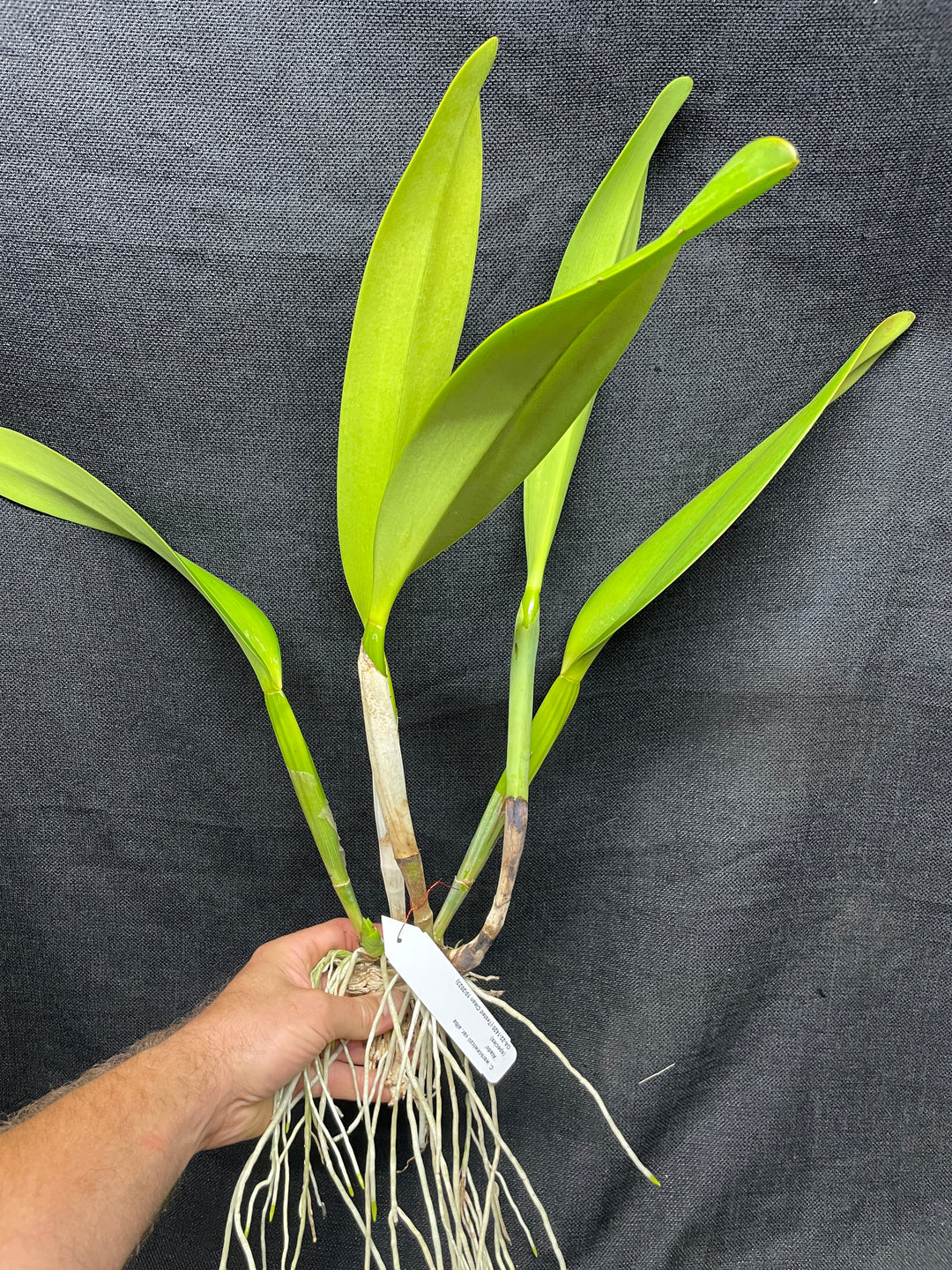 C. warscewiczii alba `Alado&