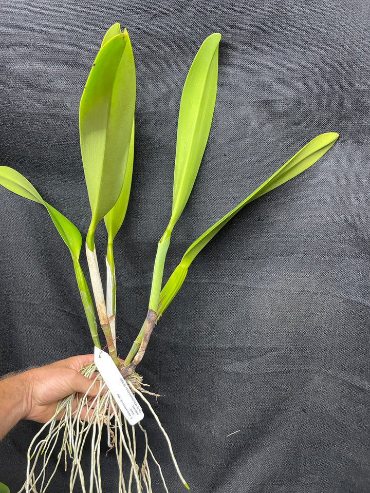 C. warscewiczii alba `Alado&